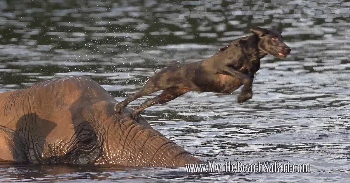 A dog leaps playfully over an elephant in a body of water.