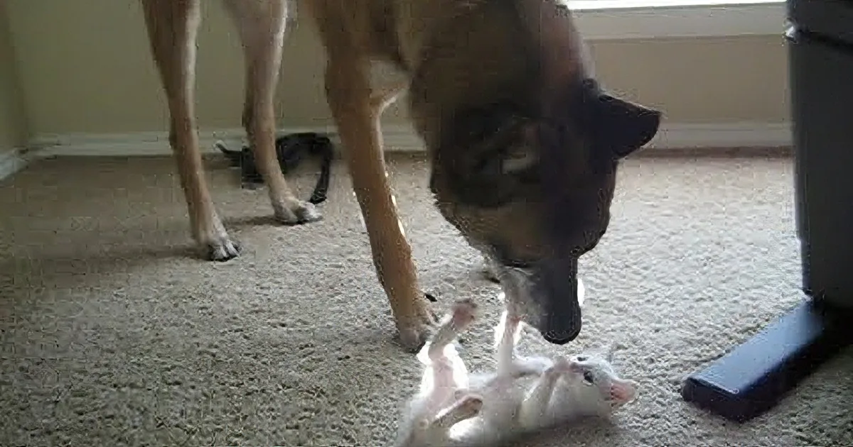 Watch as Retired Military Dog Meets His New Kitten! Aww!
