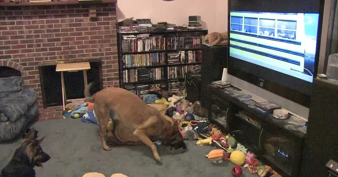 Two German Shepherds playfully interact amidst toys and clutter in a cozy living room with a TV and bookshelf.