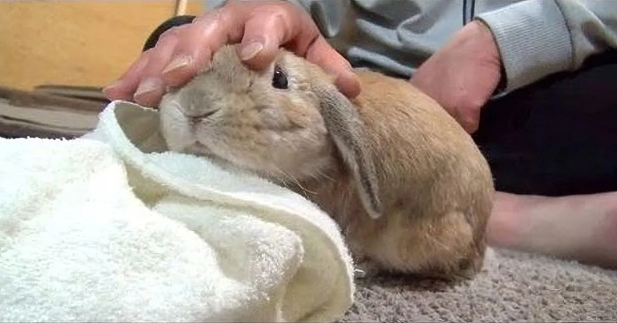He Pets His Little Rabbit on the Head, Watch What Happens When He Stops... so Cute!