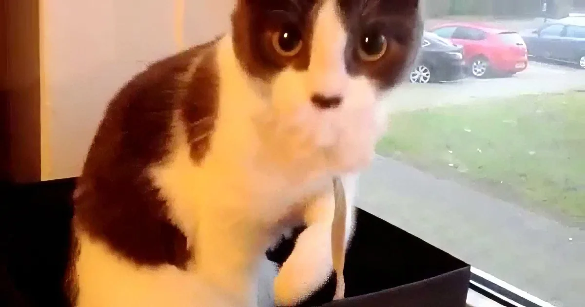 A curious black and white cat peers out of a window, looking directly at the camera.