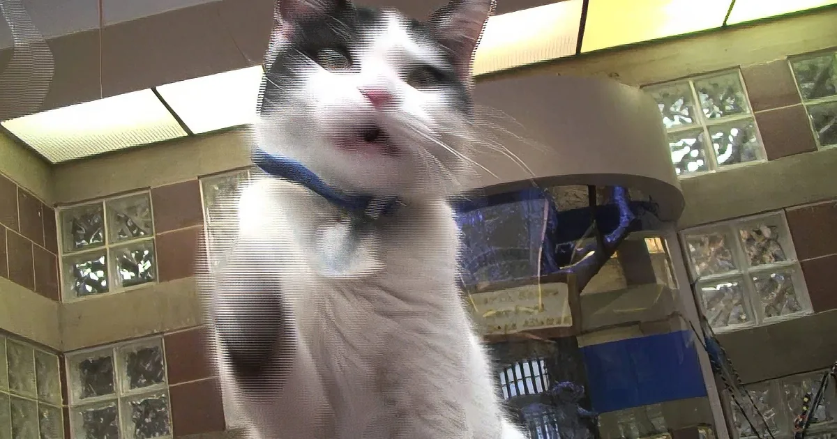 These Cats Were Looking for Fur-Ever Homes, so They Made a Video to Find Their New Owner! Cute!