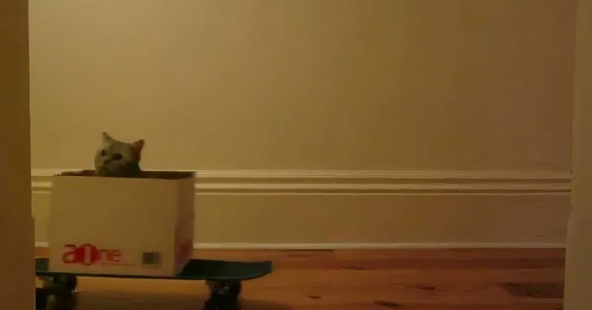 This Nine-Second Video Will Make Millions of Cat Lovers Laugh!
