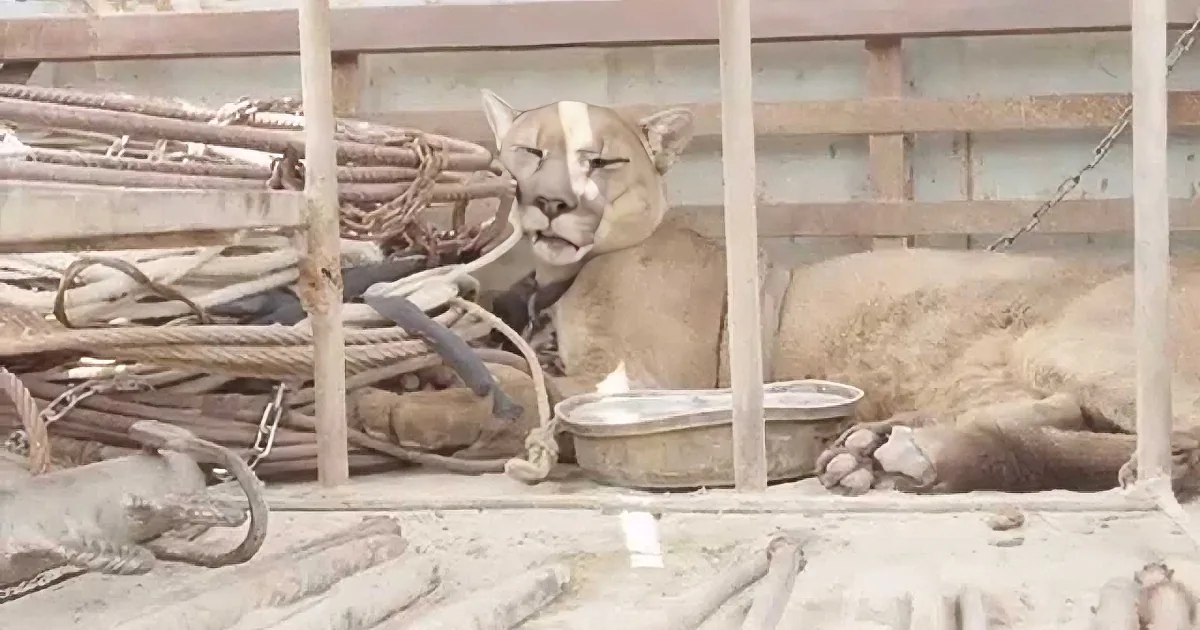 Watch What Freedom Tastes Like After 20 Years Locked in a Circus Van!