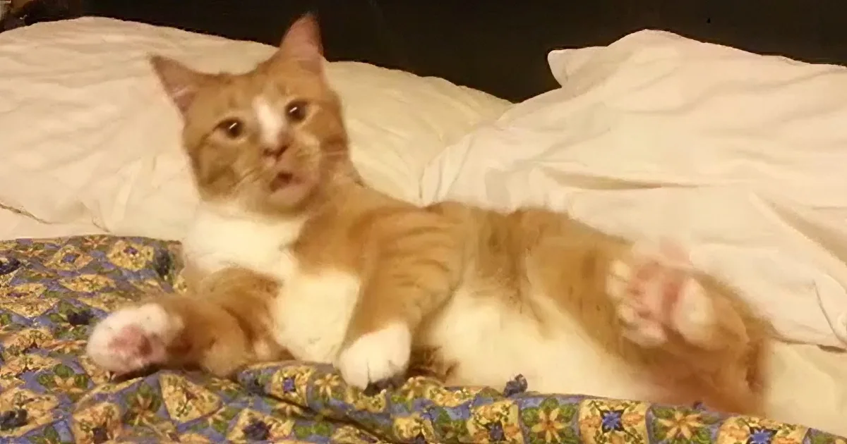 What This Puppy Does When Her Human Sneezes Is the Cutest Thing You''ll Ever See!
