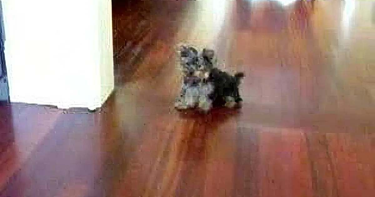 Get Ready! This Dog Is Going to Blow Your Mind in Just a Few Seconds!