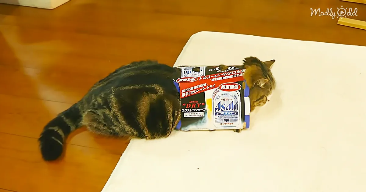 A cat is curled up on a white surface next to a box of Asahi beer.