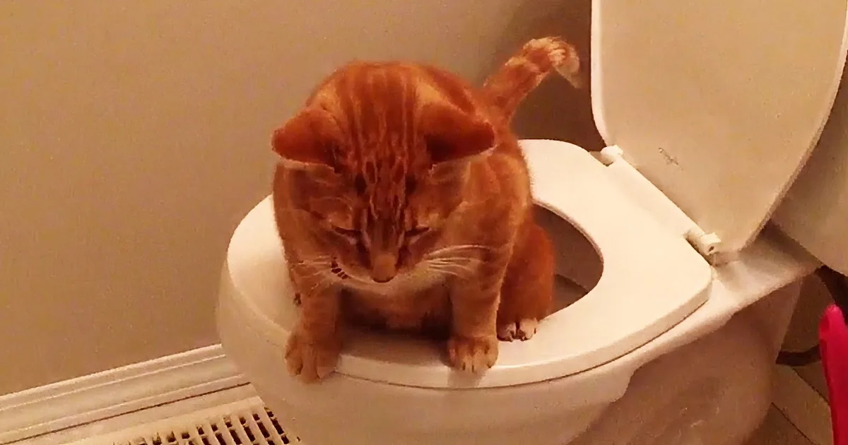 An orange tabby cat is sitting on the rim of a toilet, appearing to be in a relaxed or curious pose.