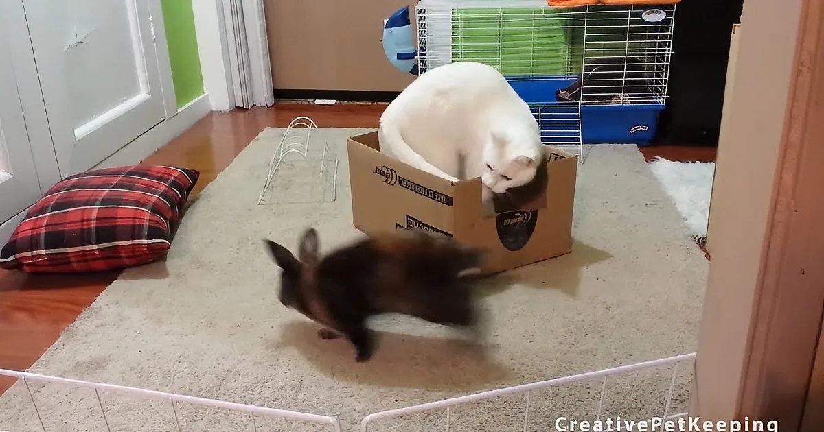 Take a Look at This Adorable Video of Two Cats Meeting a Bunny!
