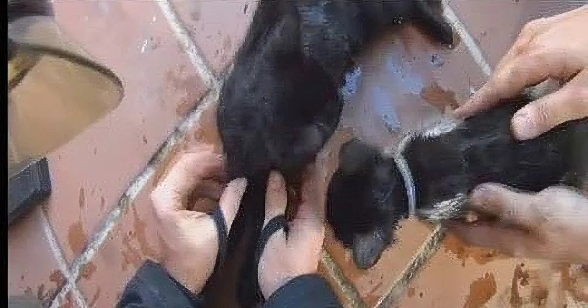 A person is holding a black dog's leg, possibly for a medical examination or treatment.