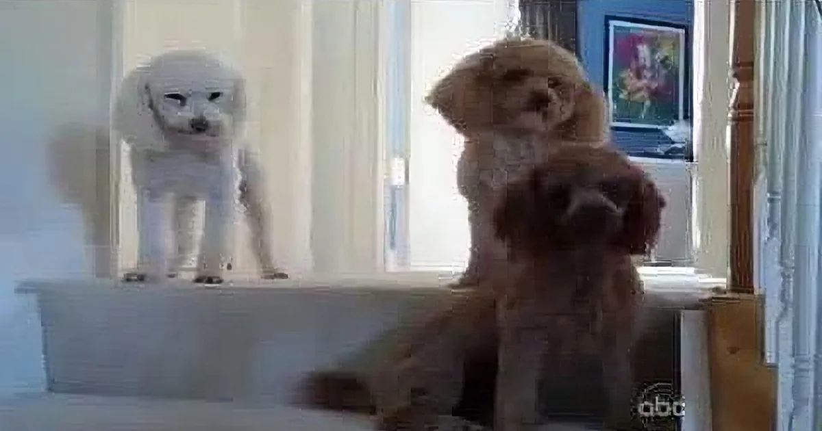 Two dogs, one white and one brown, are standing on a staircase, looking down.