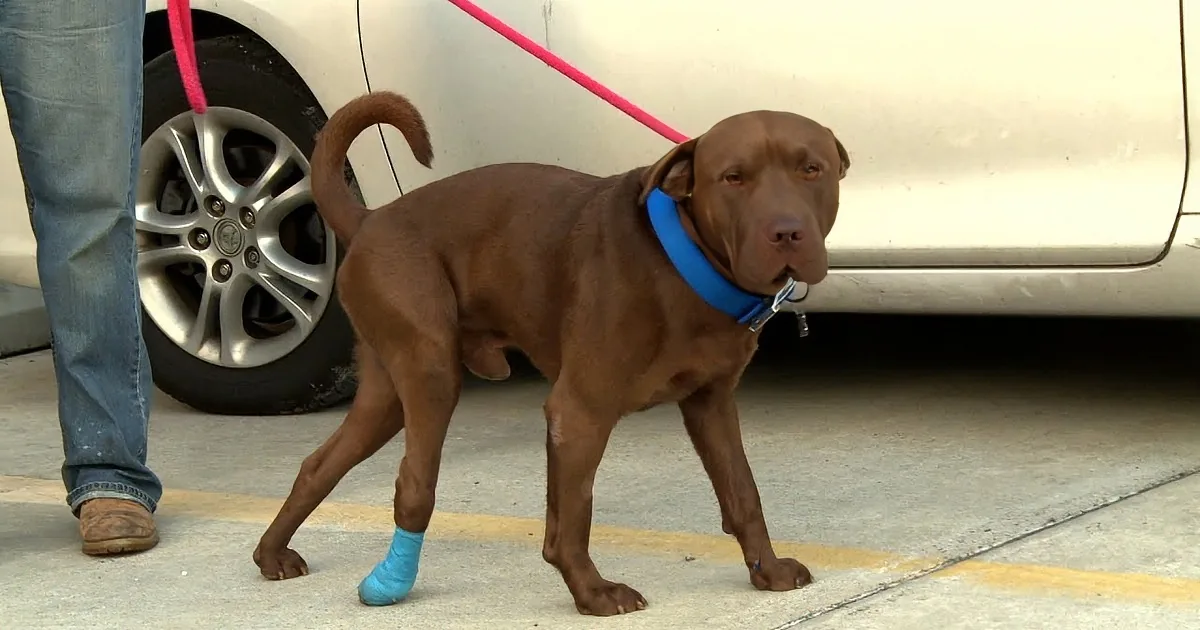 They Thought This Dog Was Not Going to Make It. Watch Him a Few Weeks Later!