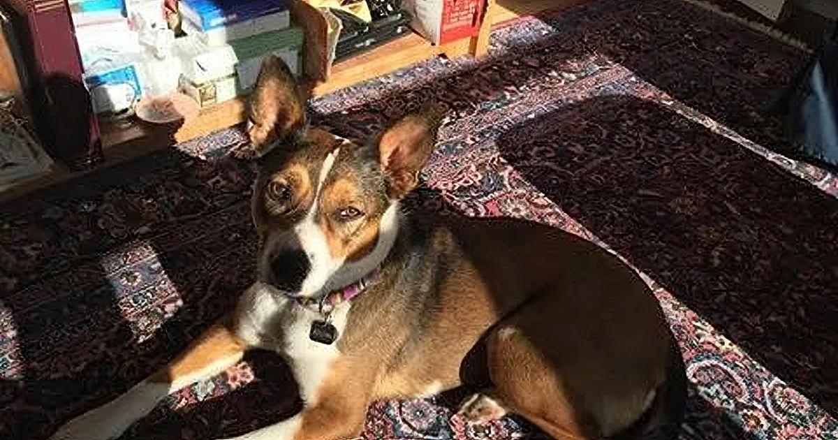 A brown and white dog with a black collar lies on a patterned rug, looking up.