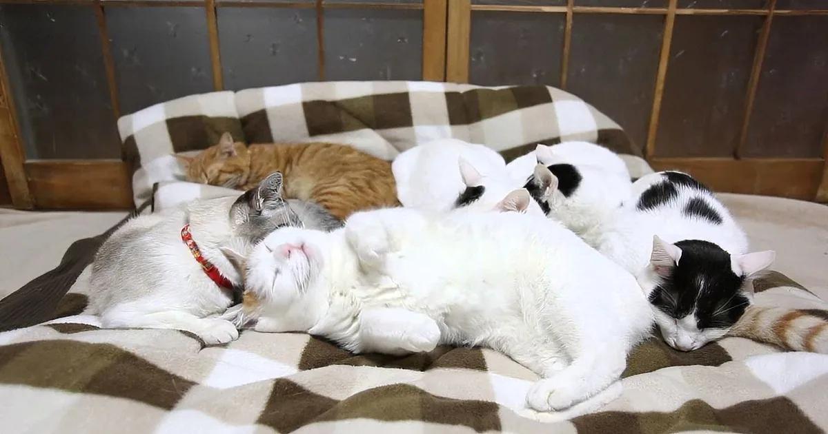 Several cats are cuddled together on a checkered blanket, creating a cozy scene.