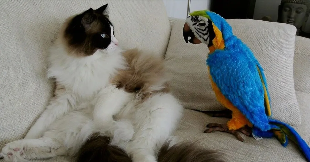 Hilarious! Watch What Happens After This Ragdoll Meets a Toy Parrot!