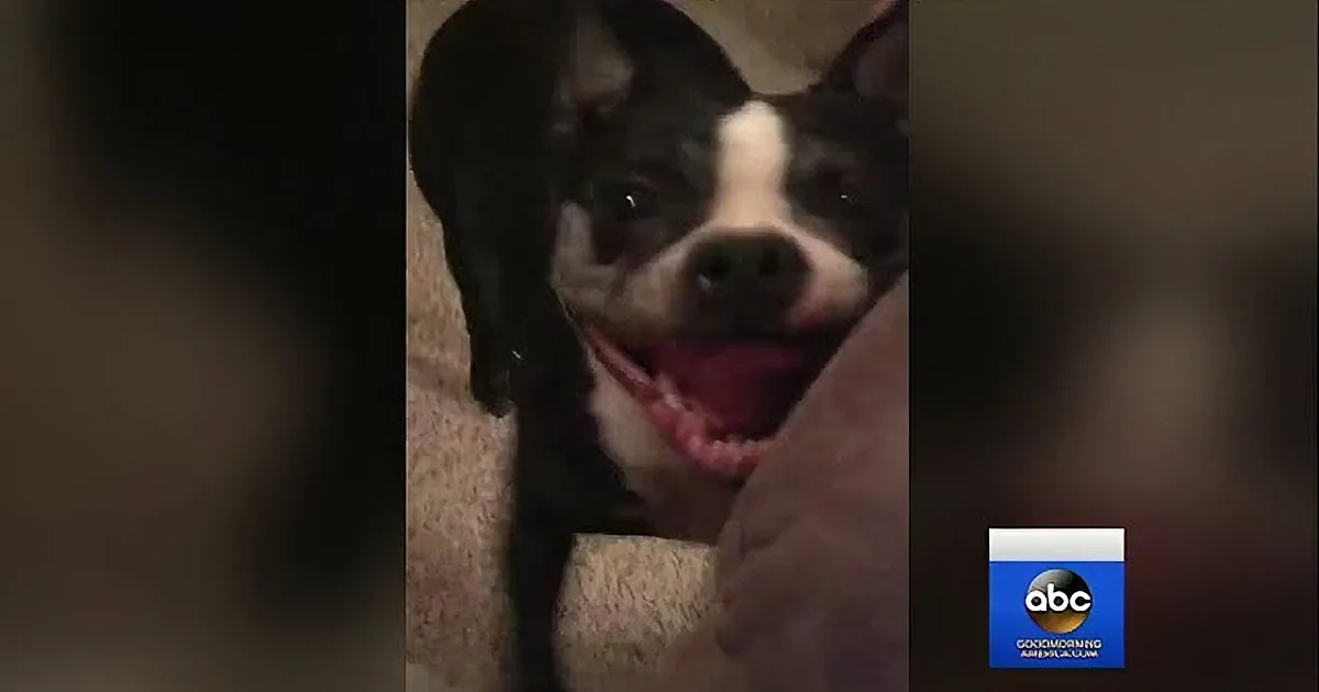 A happy black and white dog with a pink tongue is sitting on a couch.