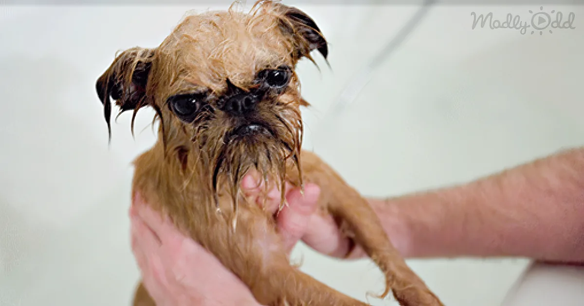 A wet Brussels Griffon being bathed by a person in a white setting.