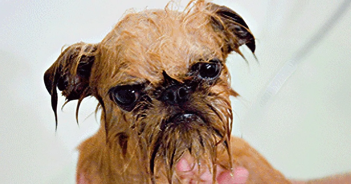 Angry Wet Dog Gives His Owner a Piece of His Mind. Watch Why He''s so Mad!