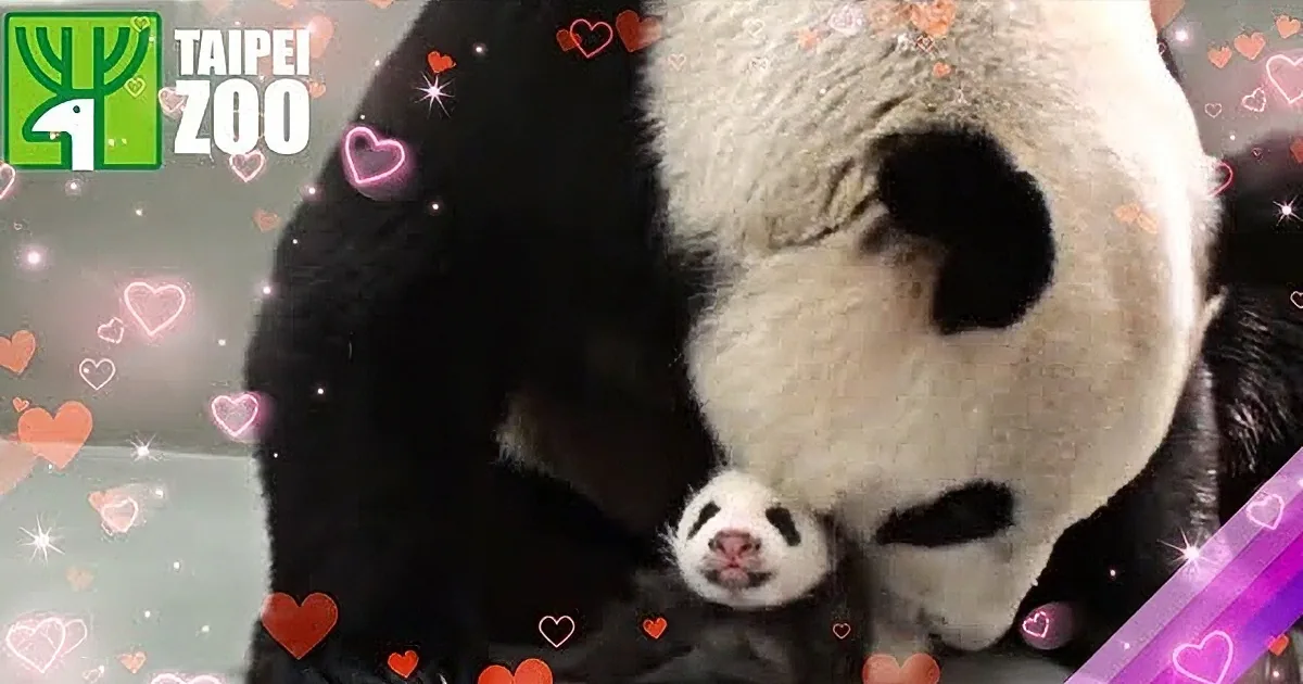 They Carefully Introduce This Baby Panda to Its Mother. Watch When They Finally Meet!