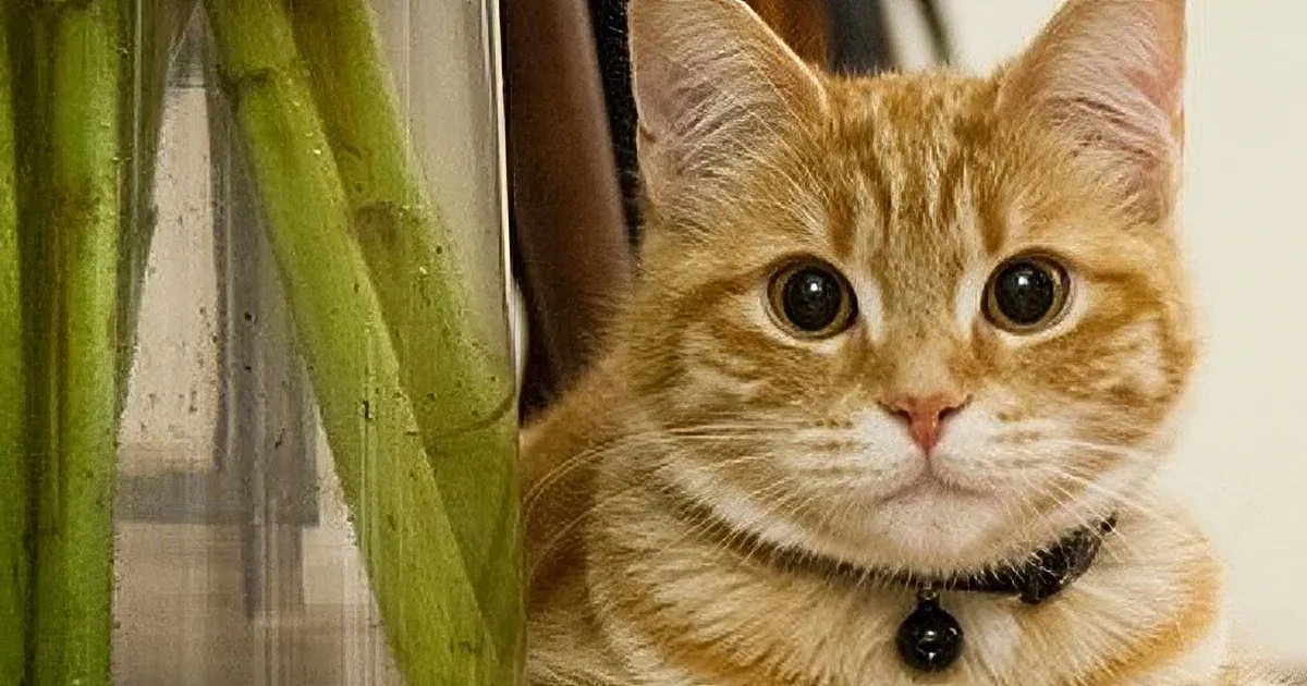 A ginger cat with a black collar and white whiskers is looking directly at the camera.