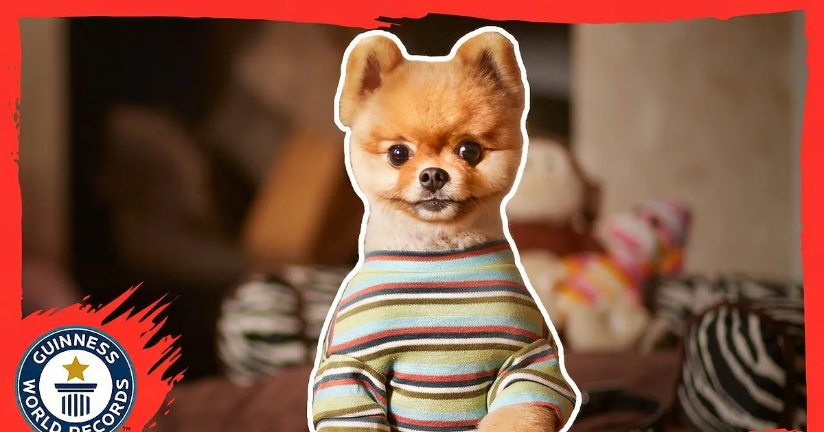 This Dog Is Walking on His Front Paws. You''ll Freak When You Find out Why! Wow!