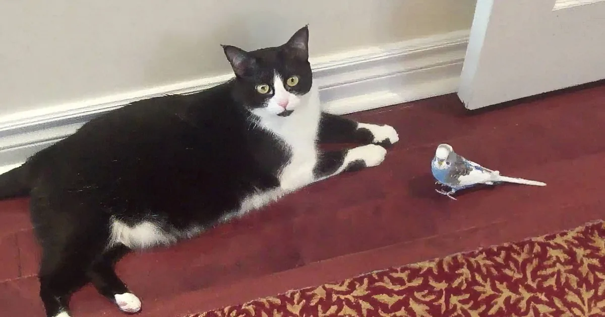 A black and white cat lies on a red carpet, observing a small bird nearby.