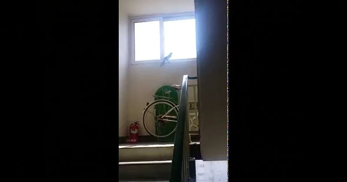 A bird perches on a window ledge in a brightly lit room with bicycles and a fire extinguisher.