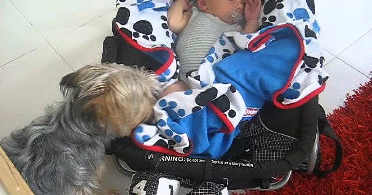 This Yorkie Pup Makes Sure Baby Is Comfortable While Sleeping!