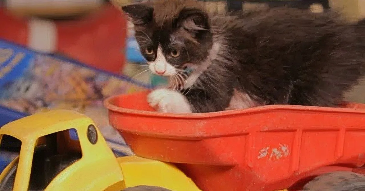 This Kitten Video Might Just Save the Great Barrier Reef! Wow!