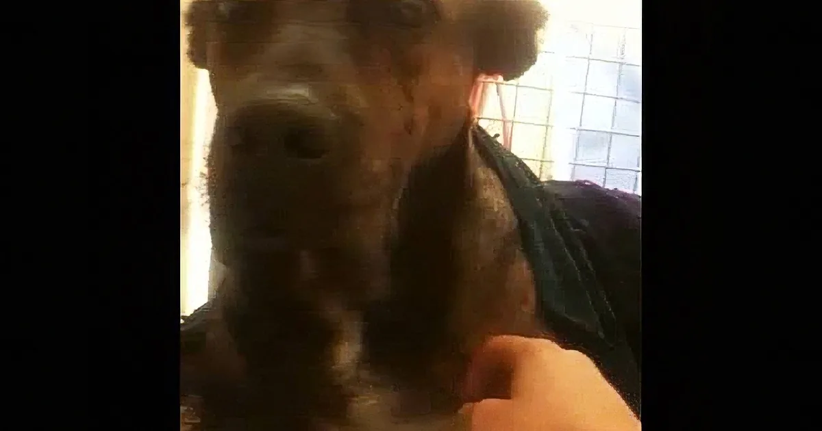A close-up of a dog with a dark coat and a person in the background.
