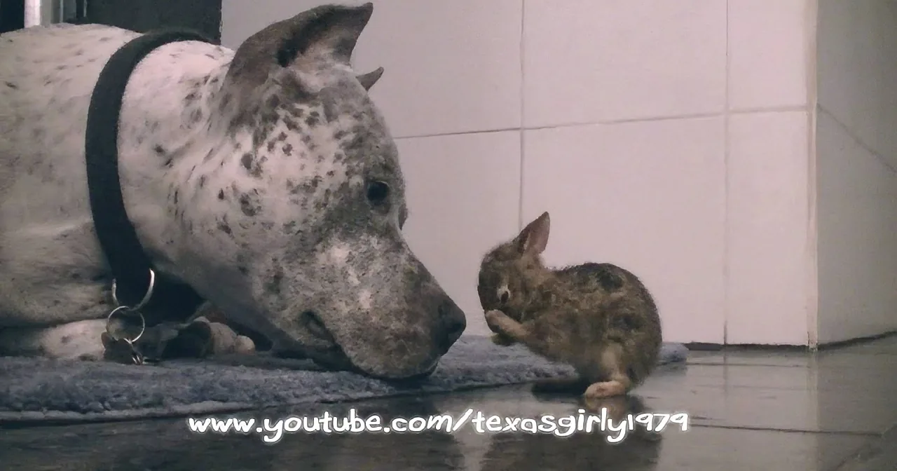 A dog wearing a harness interacts with a rabbit on a tiled floor.