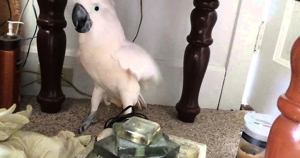 A white cockatoo perches near a lamp, surrounded by household items and a baby doll on the floor.