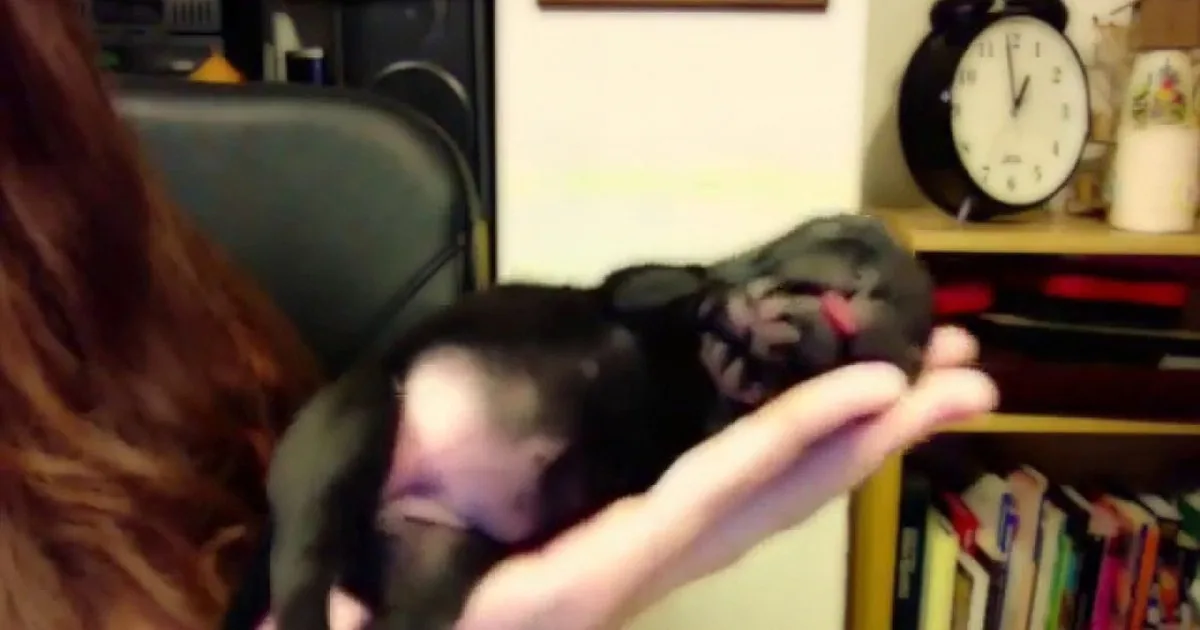 A person holds a small black animal, possibly a chinchilla, in their hand.
