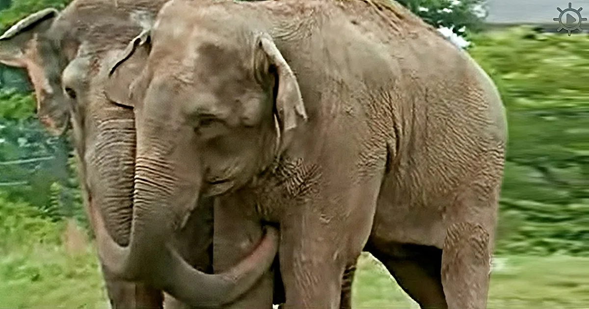 Two Elephants Were Separated for 20 Years. When They Reunite -- Their Love Hasn''t Changed