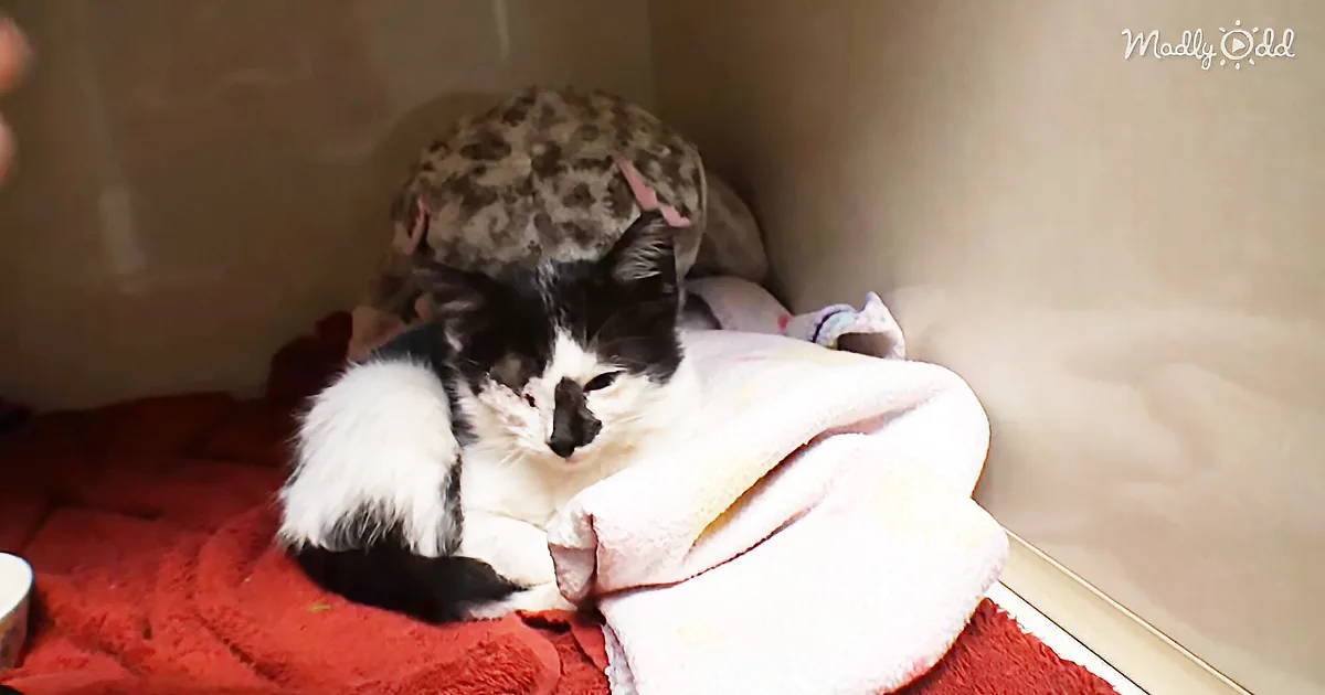 Little Oreo Gets Surgery Then a Foster Home - Thank You, Vet Ranch
