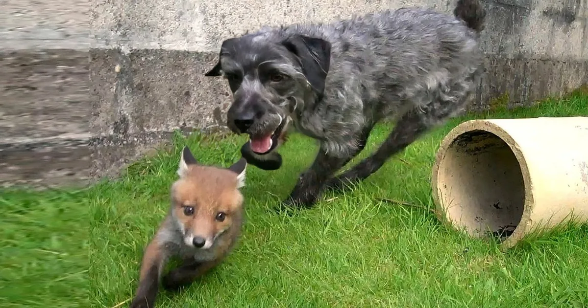A dog and a fox are playfully interacting on grass near a concrete wall and a pipe.