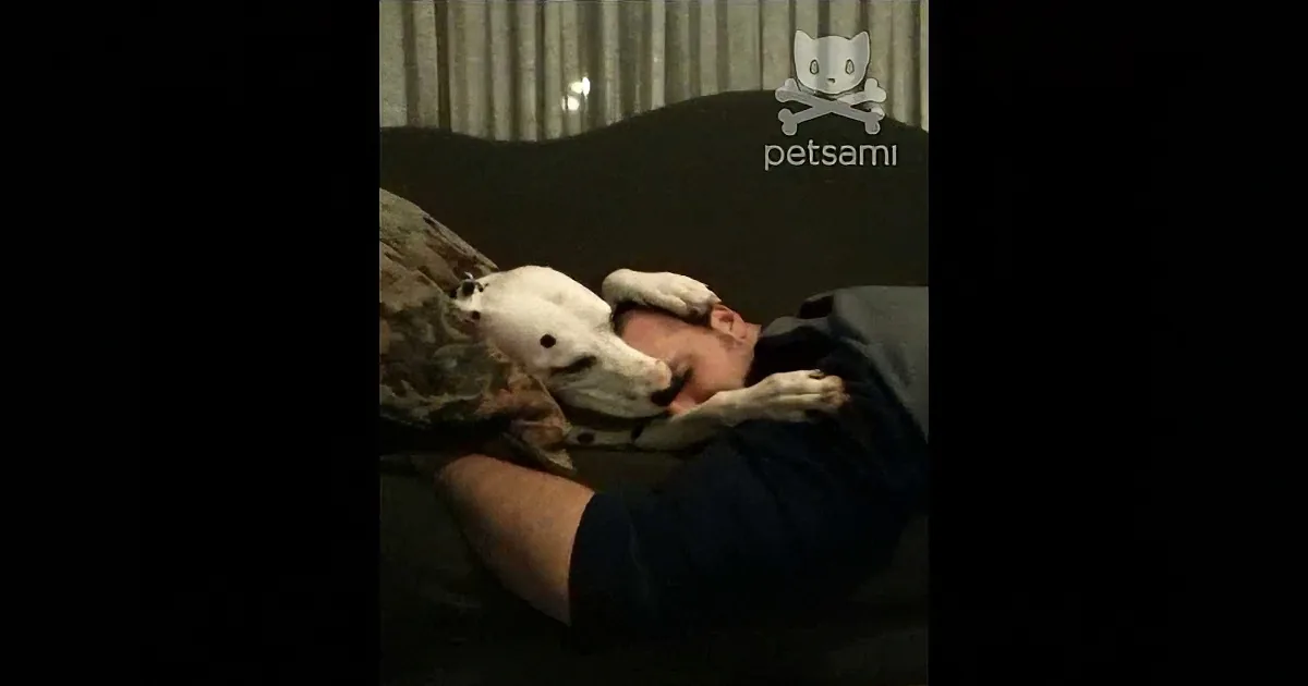 This Guy Is Sad. Watch What His Dog Does to Comfort Him! Aww!