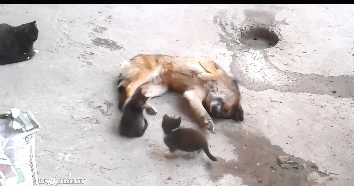 A dog lies on the ground, surrounded by three kittens, appearing to rest or sleep together.