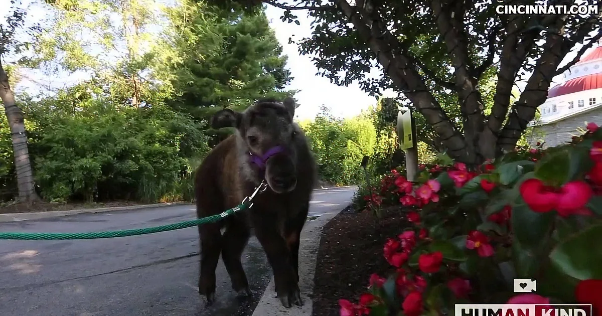 This Dog Is Named Best Employee at a Local Zoo. What He Does - OMG!