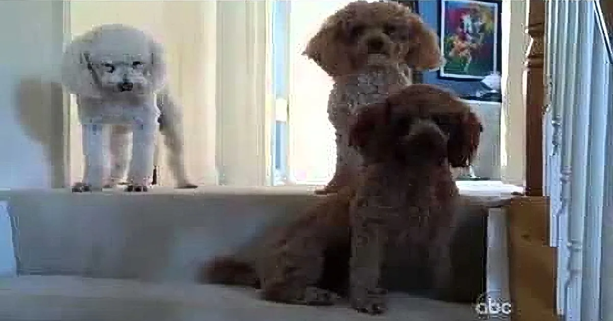 A small dog stands on a white surface, looking down, with another dog partially visible behind it.