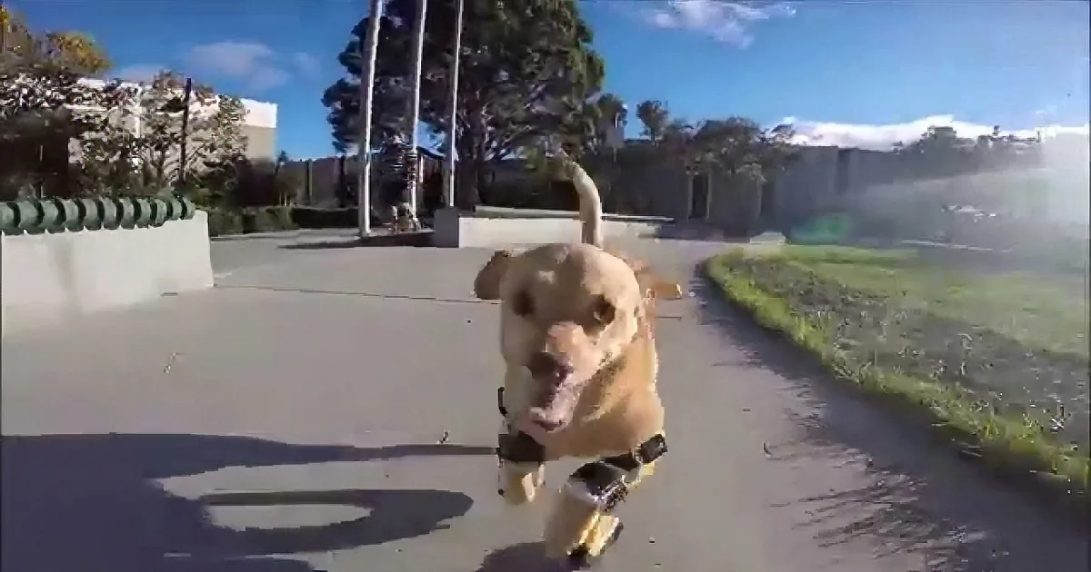 This Disabled Dog Learns How to Run on Prosthetic Legs (And Her Smile Says It All!)
