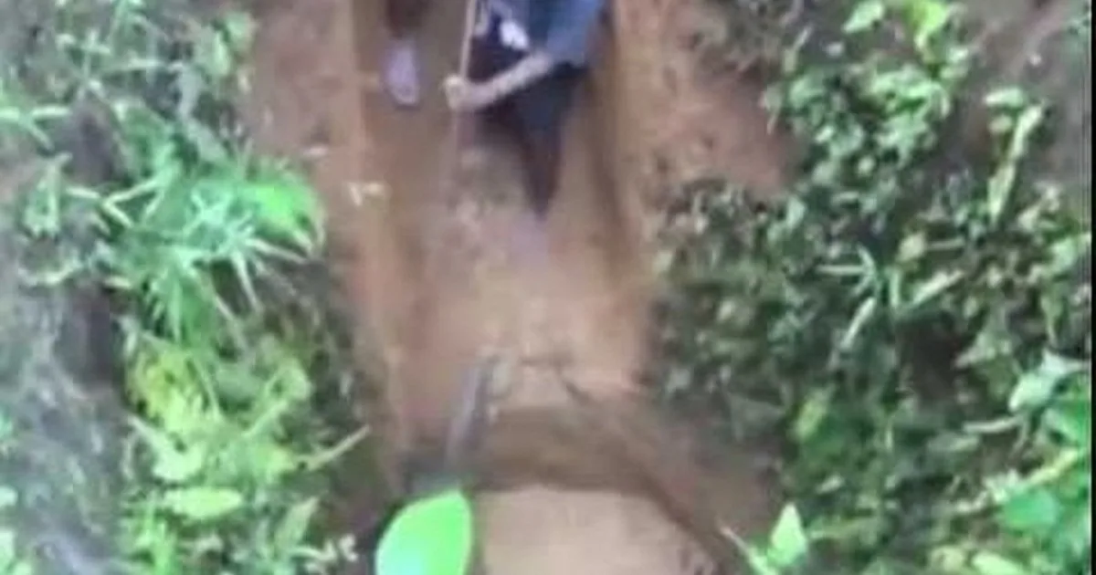 A person is digging in a muddy trench surrounded by greenery.