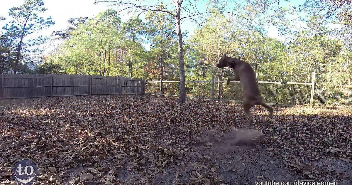 These Fetch Fails Prove Just How Funny Dogs Can Be! Watch and Crack Up!