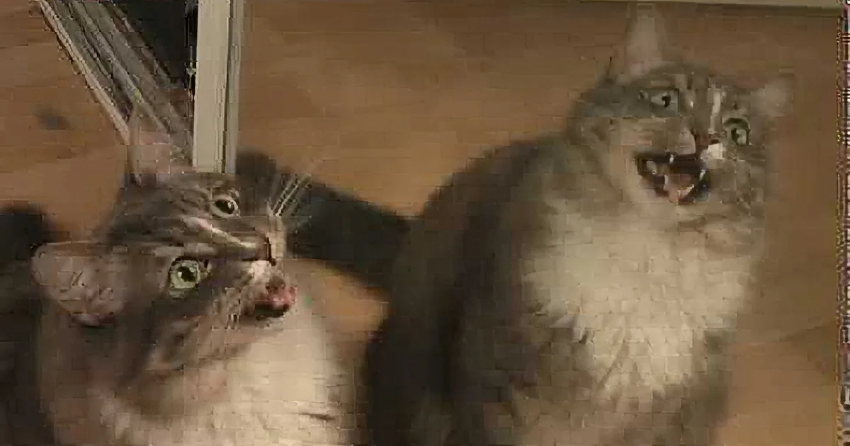 Watch This Kitty Try to Rescue Her Reflection From the Mirror! Cute!