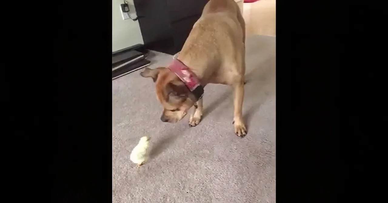 They Introduce This Baby Chick to Their Dog. How She Reacts? Priceless!