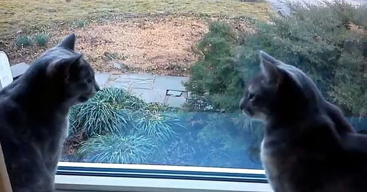 If Only This Cat Conversation Had Subtitles!