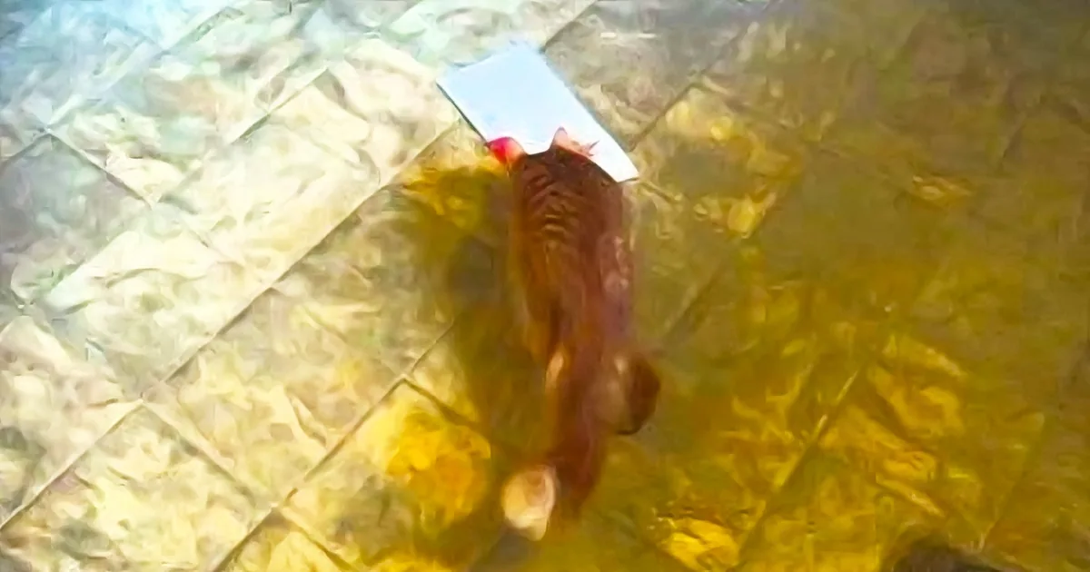 A cat is lying on a tiled floor, partially obscured by a white object.