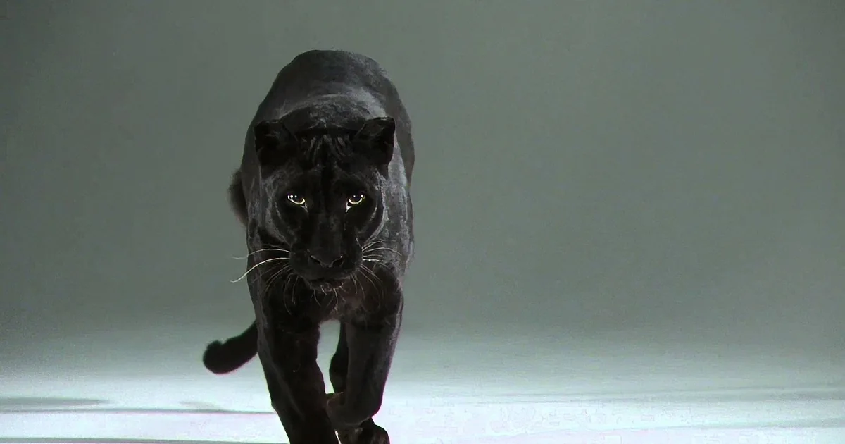 Amazing Video Shows Similarities of Wild & Domestic Cats! Wow!