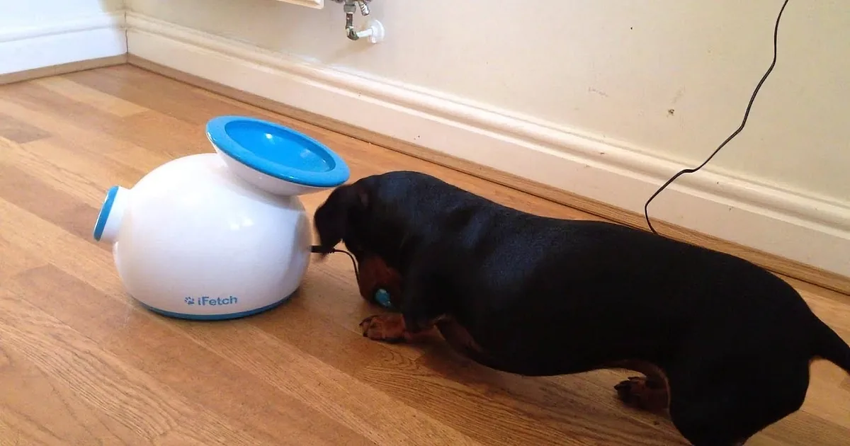 She Gave Her Dachshund a New Toy. Watch What He Does... the Cutest Thing Ever!