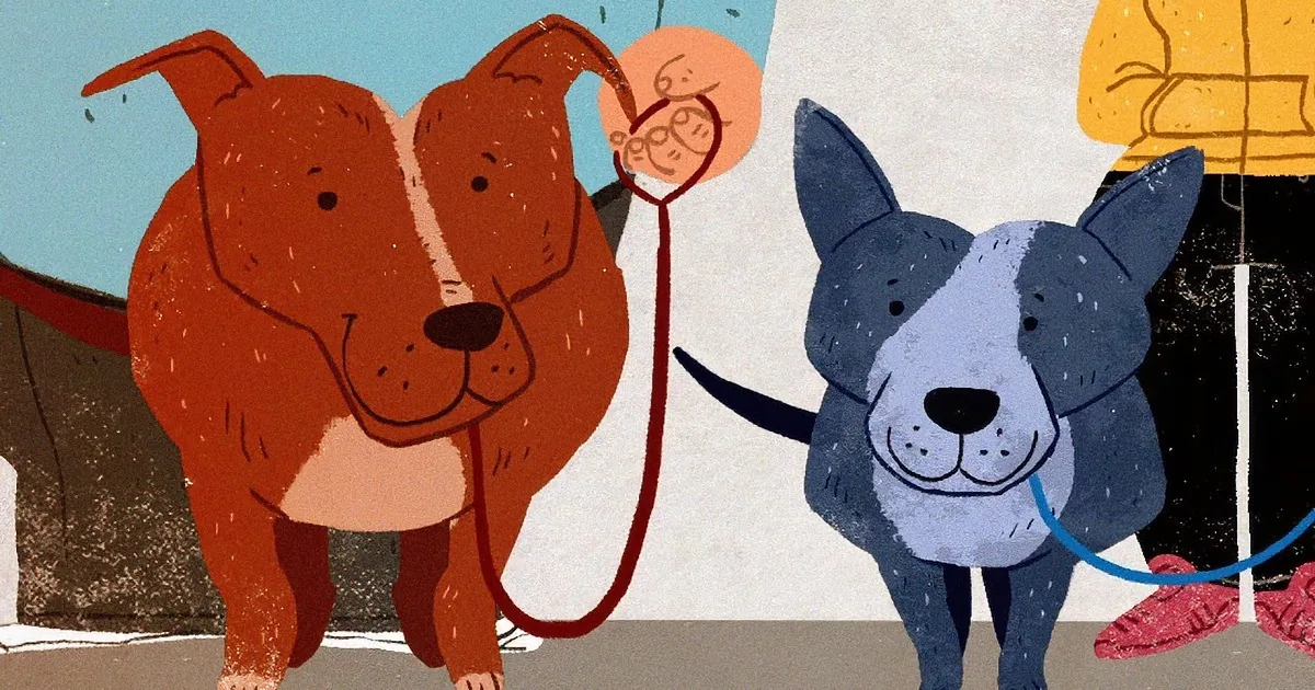 Two dogs on leashes, one brown, one blue, with a person in the background.